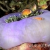 anemonefish_pink_jr_mb_h_0199_png3603.jpg